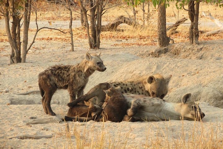 4-Day Camping Safari in Central Kalahari & Nxai Pan: Baines Baobabs and Game Drives photo 4