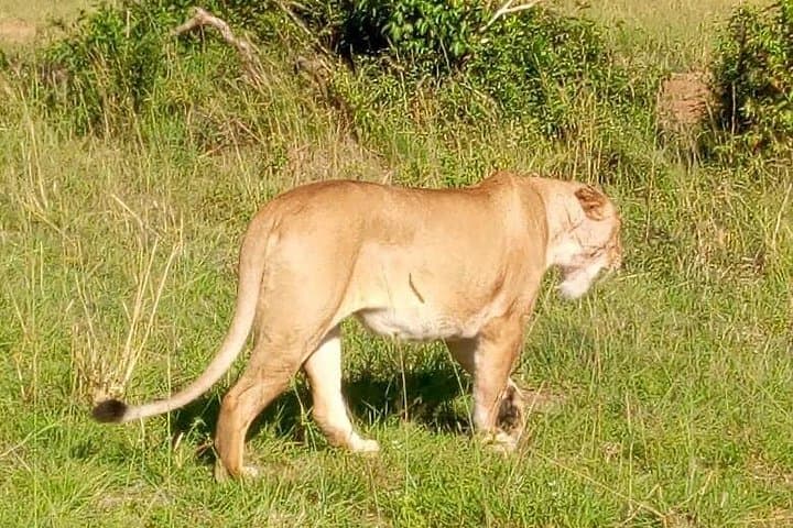 3-Day Budget Safari in Maasai Mara — Game Drives, Wildlife & Hippo Pool Experience photo 1