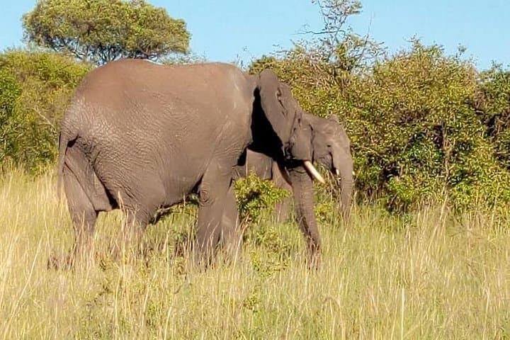 3-Day Budget Safari in Maasai Mara — Game Drives, Wildlife & Hippo Pool Experience photo 2