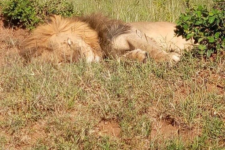 3-Day Budget Safari in Maasai Mara — Game Drives, Wildlife & Hippo Pool Experience photo 3