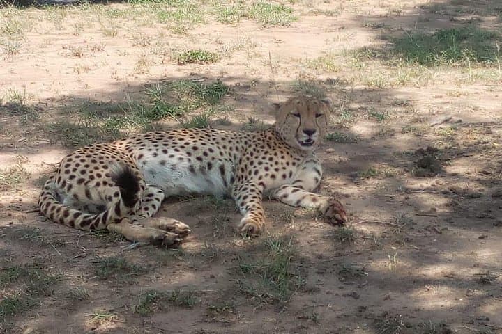 3-Day Budget Safari in Maasai Mara — Game Drives, Wildlife & Hippo Pool Experience photo 4