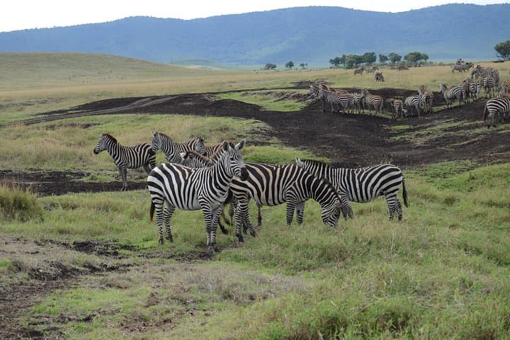 Private Day Tour: Serval Wildlife Encounters & Kikuletwa (Chemka) Hot Springs from Arusha photo 2