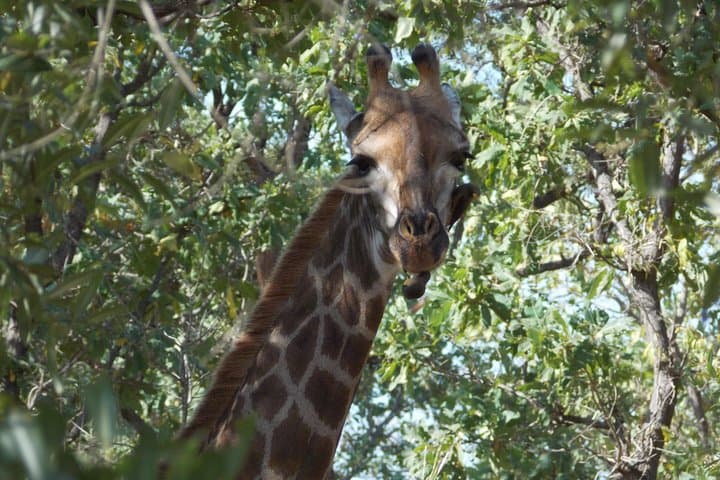4-Day Senegambia Supremo: Fathala Safari, Wassu Stone Circles & River Gambia Cruise