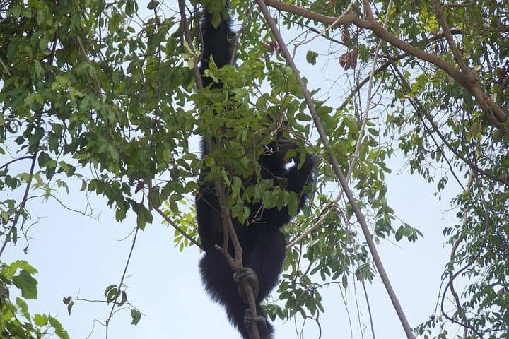 4-Day Senegambia Supremo: Fathala Safari, Wassu Stone Circles & River Gambia Cruise photo 5