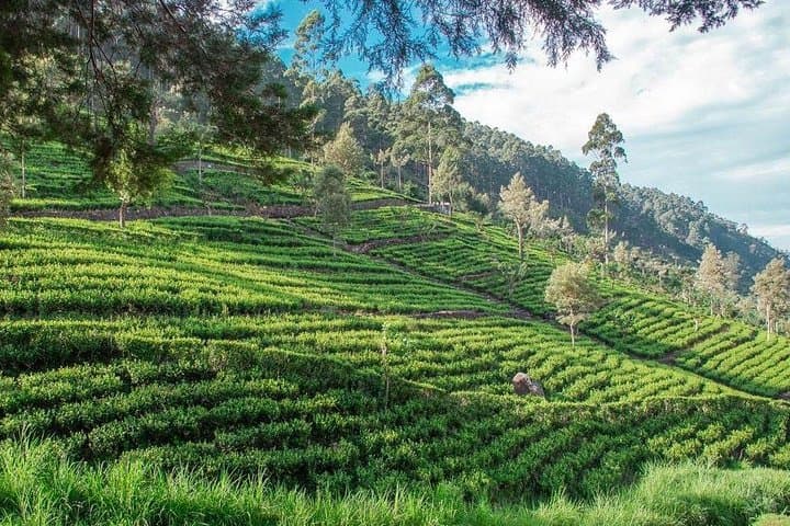 Glamour of Sri Lanka — 7-Day Cultural, Tea & Wildlife Itinerary