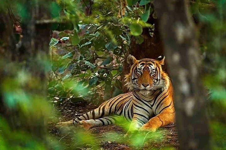 4-Day Golden Triangle with Ranthambore Tiger Safari — Delhi, Agra & Jaipur photo 1