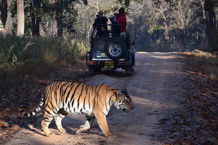 Ranthambore Tiger Safari from Jaipur — Private Day Tour to See Bengal Tigers photo 2