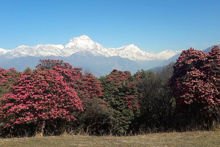 4-Day Poon Hill Trek: Sunrise Views of Annapurna from Ghorepani photo 1