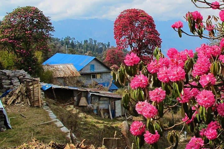 4-Day Poon Hill Trek: Sunrise Views of Annapurna from Ghorepani photo 4