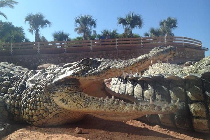 Inside Agadir Crocoparc: Crocodiles, Anacondas & Botanical Trails with Transfer