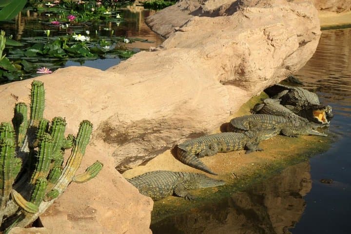 Inside Agadir Crocoparc: Crocodiles, Anacondas & Botanical Trails with Transfer photo 2