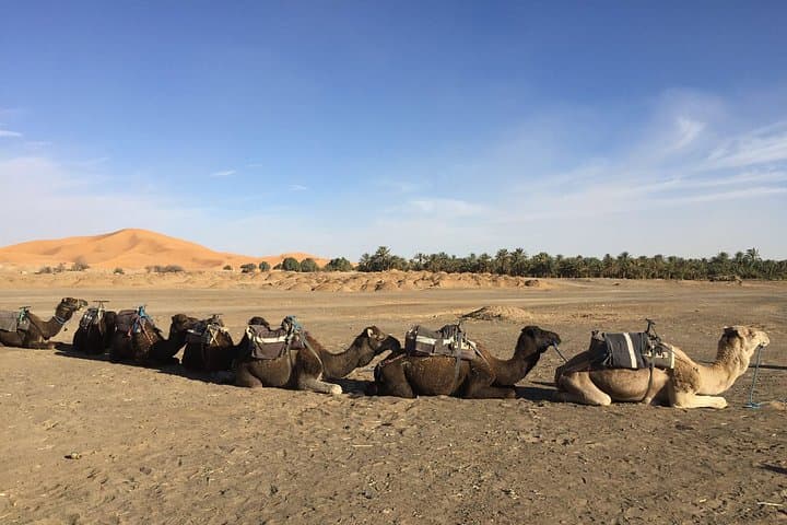 Crossing Morocco: 5-Day Tangier to Marrakech via Chefchaouen, Fez & Merzouga photo 4