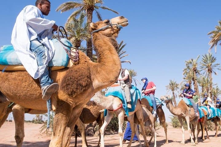 Camel Riding in Agadir: 2-Hour Souss River & Ranch Experience photo 6