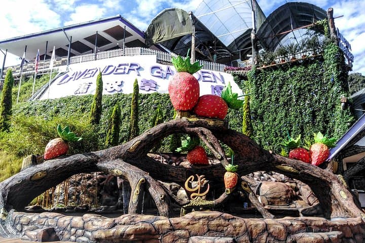 Cameron Highlands Day Trip From Kuala Lumpur — Tea Plantations, Waterfalls & Strawberry Farms photo 1