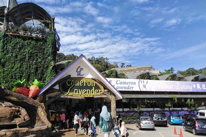 Cameron Highlands Day Trip From Kuala Lumpur — Tea Plantations, Waterfalls & Strawberry Farms photo 2