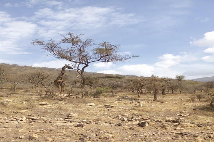 Tarangire National Park Day Trip from Moshi — Elephants, Baobabs & Dry-Season Game photo 2