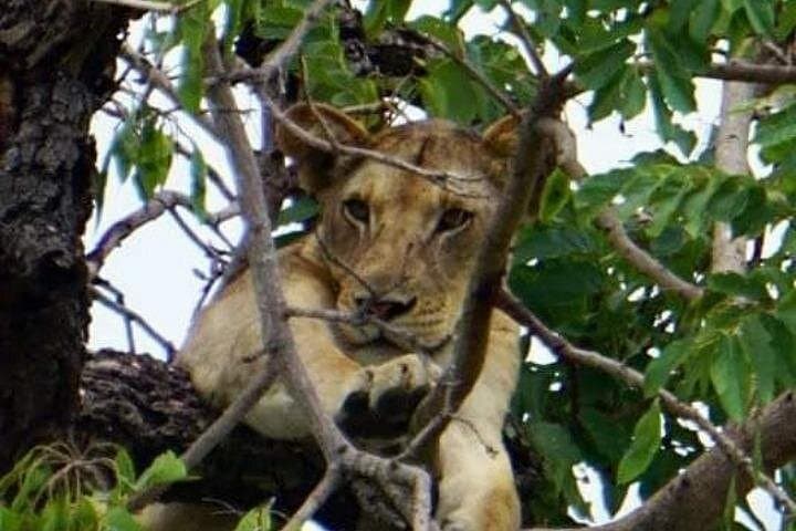 Tarangire National Park Day Trip from Moshi — Elephants, Baobabs & Dry-Season Game photo 3