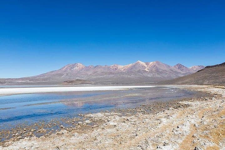Laguna de Salinas Day Tour: Flamingos, Vicuñas & Andean Highlands