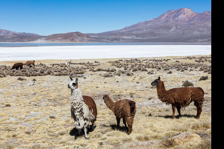 Laguna de Salinas Day Tour: Flamingos, Vicuñas & Andean Highlands photo 2