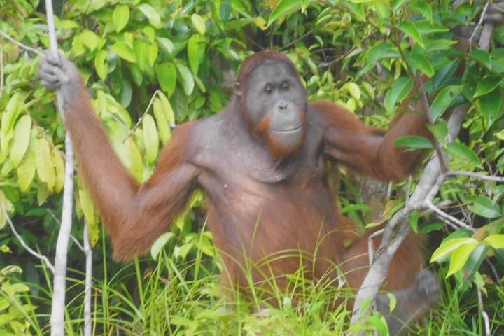 Palangka Raya Orangutan Rehabilitation, Tangkiling Hill & Balanga Museum Half-Day Tour