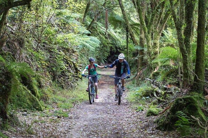 Timber Trail Ongarue to Pureora: 2-Day Shuttle & Bike Hire Guide photo 3