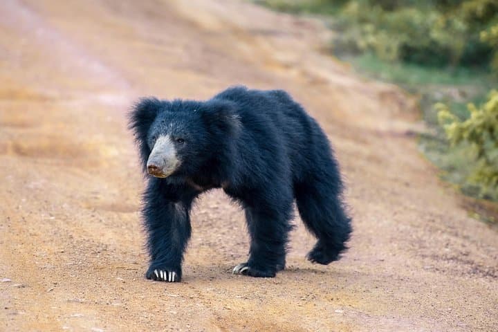 Big 5 Southern Coast: 7-Day Whale, Leopard & Elephant Safari in Sri Lanka photo 4
