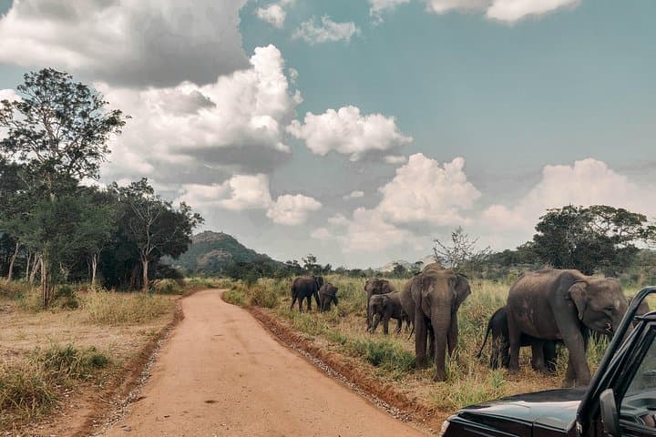 Big 5 Southern Coast: 7-Day Whale, Leopard & Elephant Safari in Sri Lanka photo 5