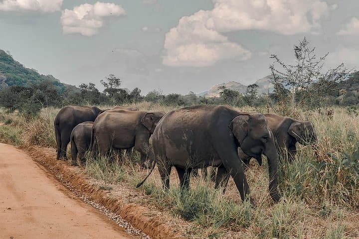 Big 5 Southern Coast: 7-Day Whale, Leopard & Elephant Safari in Sri Lanka photo 6