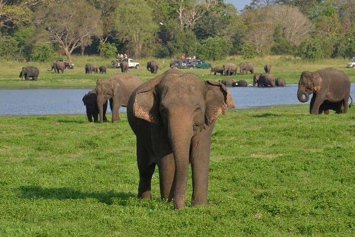 Pidurangala Rock & Minneriya Safari: Private Day Trip from Colombo photo 3