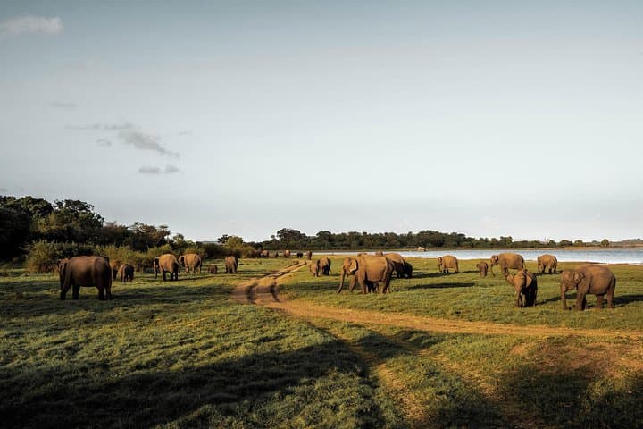Highlights of Sri Lanka: 10-Day Cultural & Wildlife Circuit photo 5