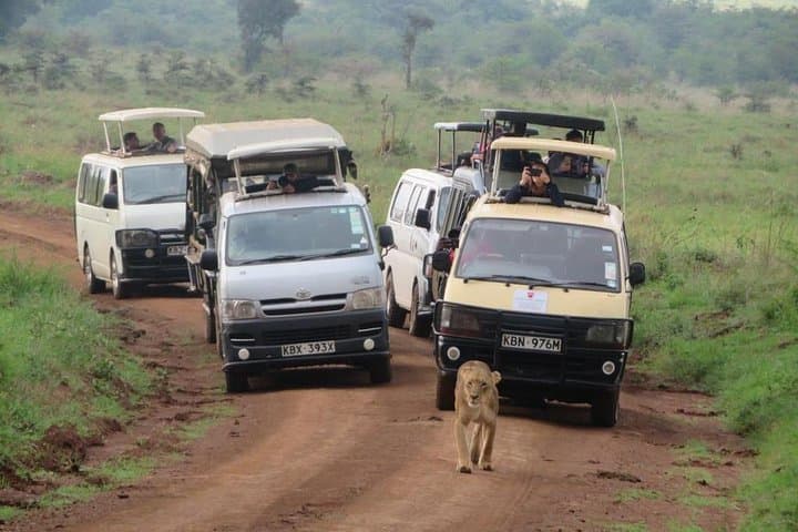 Explore Nairobi National Park: Urban Wildlife Safari and Conservation Experience photo 2