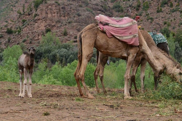 Marrakech Day Trip & Agafay Camel Ride from Casablanca photo 2