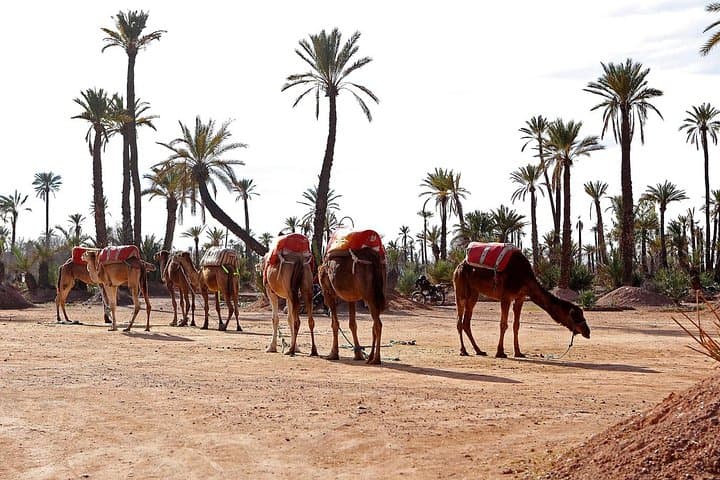 Marrakech Day Trip & Agafay Camel Ride from Casablanca photo 4
