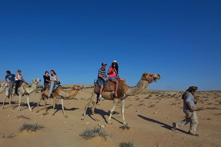 Agadir Camel Ride to Oued Souss — Dunes, Eucalyptus & Birdwatching photo 3