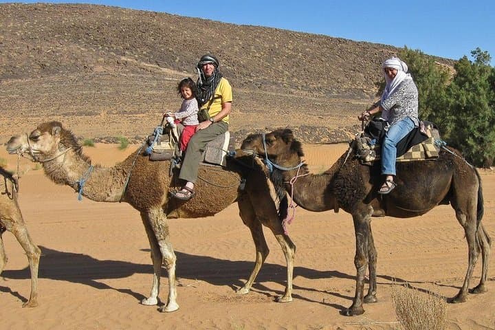 Agadir Camel Ride to Oued Souss — Dunes, Eucalyptus & Birdwatching