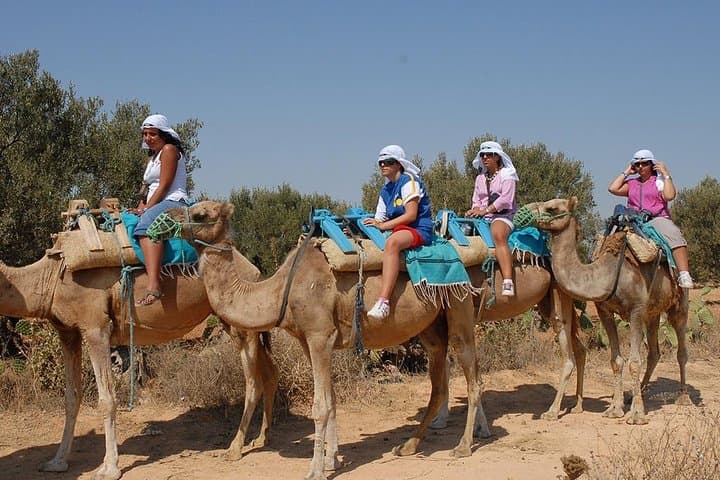 Agadir Camel Ride to Oued Souss — Dunes, Eucalyptus & Birdwatching photo 2