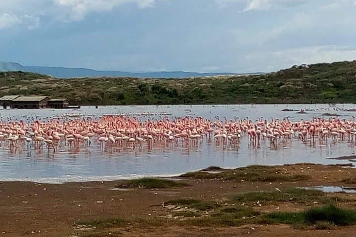 5-Day Camping Safari from Nairobi: Lake Manyara, Serengeti & Ngorongoro Crater photo 6