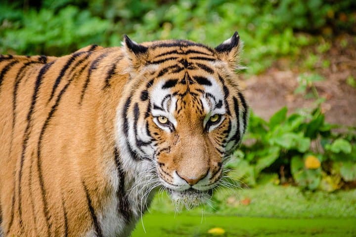 India Tiger Tour: Bandhavgarh, Kanha & Pench with Khajuraho Temples photo 2