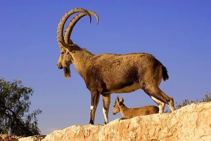Khor Virap to Noravank: Yerevan Day Tour with Areni Winery & Wild Bezoar-Goat Watching