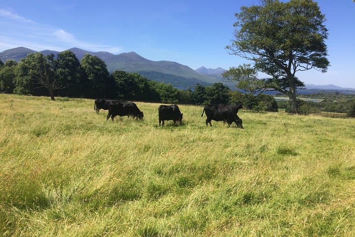 Private Killarney National Park Tour — Muckross, Torc Waterfall & Ladies View (3–4 hrs) photo 4