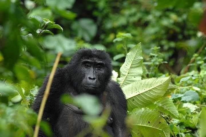 Gorillas, Lions & Kazinga: 5-Day Wildlife Circuit in Uganda