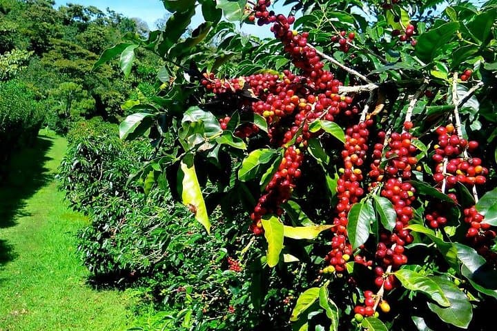 Nha Trang to Dalat: 2-Day Motorcycle Tour Through Omega Pass photo 3