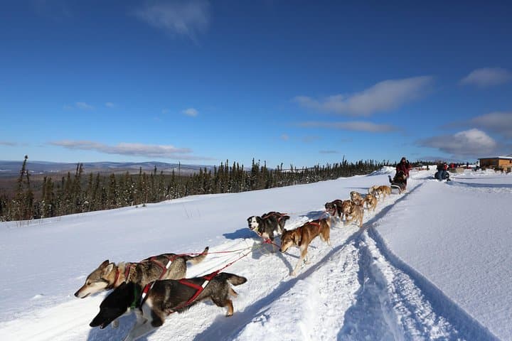1-Hour Dog Sledding in Fairbanks: Intro to Mushing and Huskies