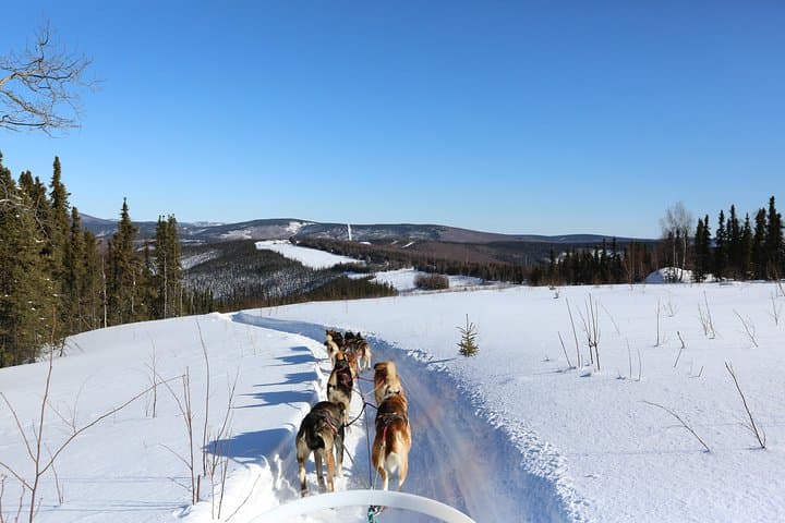 Short Dog Sledding Experience Near Fairbanks: 30-Minute Mushing Intro photo 2