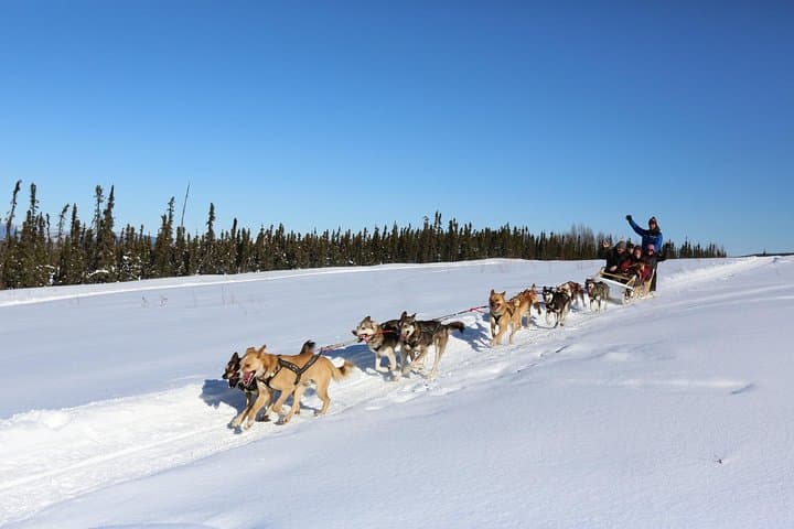Short Dog Sledding Experience Near Fairbanks: 30-Minute Mushing Intro photo 3