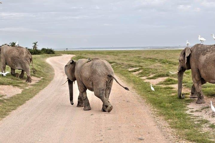 7-Day Kenya & Tanzania Wildlife Safari: Masai Mara, Serengeti & Ngorongoro