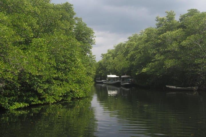 1-Hour Mangrove Kayak and Paddleboard Tour in Nusa Lembongan photo 3