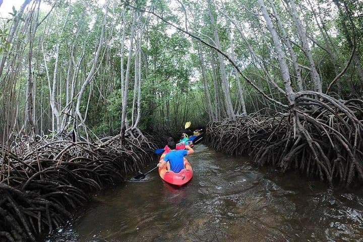1-Hour Mangrove Kayak and Paddleboard Tour in Nusa Lembongan photo 1