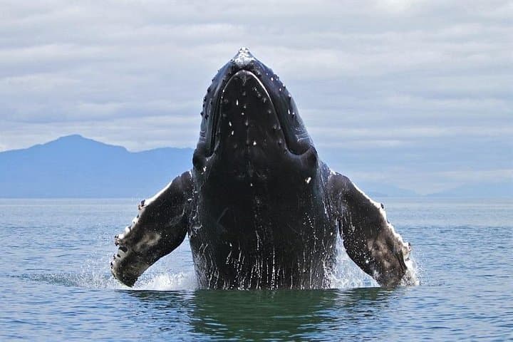 Chasing Humpbacks and Beach Time: Whale Watching & Cayo Levantado Day Trip from Cap Cana