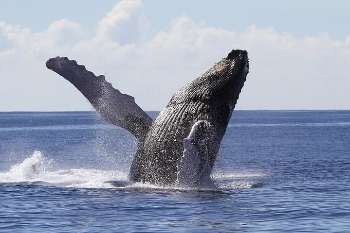 Samana Whale Watching & Cayo Levantado Day Trip — Full-Day Catamaran to Bacardi Island photo 2